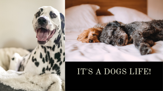 The trend for luxury dog friendly hotels in the UK looks set to stay!