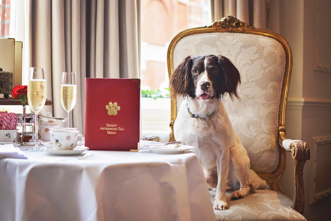 Doggy Afternoon Tea at the Egerton House Hotel, Knightsbridge, London