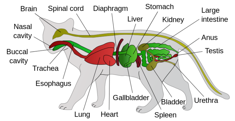 Cats-anatomy.png