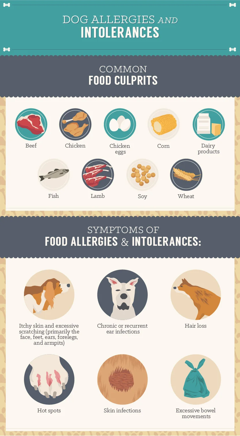 dog-allergies-001.jpg