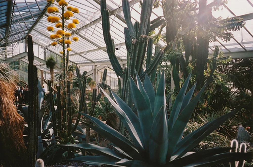 yellow_flower_s.jpg