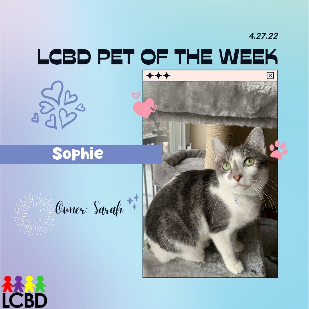 This week's LCBD Pet of the Week is Sophie! Sophie is a grey and white short haired cat owned by research assistant, Sarah. Some fun facts about Sophie: her favorite toy is a simple long shoestring, she doesn&rsquo;t like it when people sneeze (and i