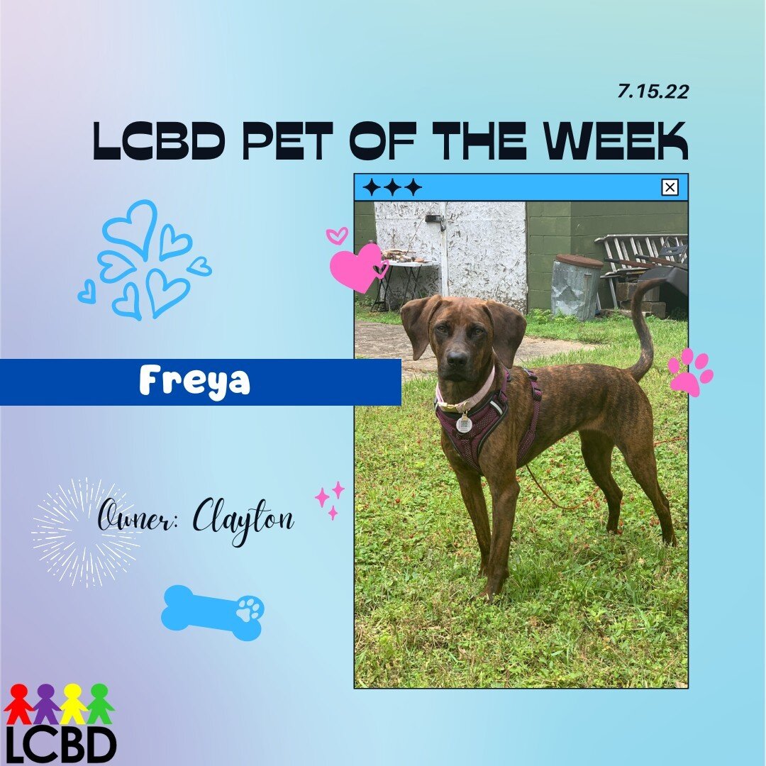 Meet the LCBD Pet of the Week, Freya! She is a 1.5 year old Plott hound. Her owner, Clayton, got her from Care STL after she was there for a YEAR!! She's a princess and loves running, sleeping, and getting chased in circles. She makes a lot of mumbly