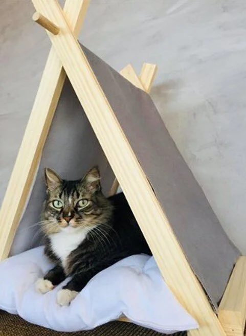Cat tenda - Gattedo