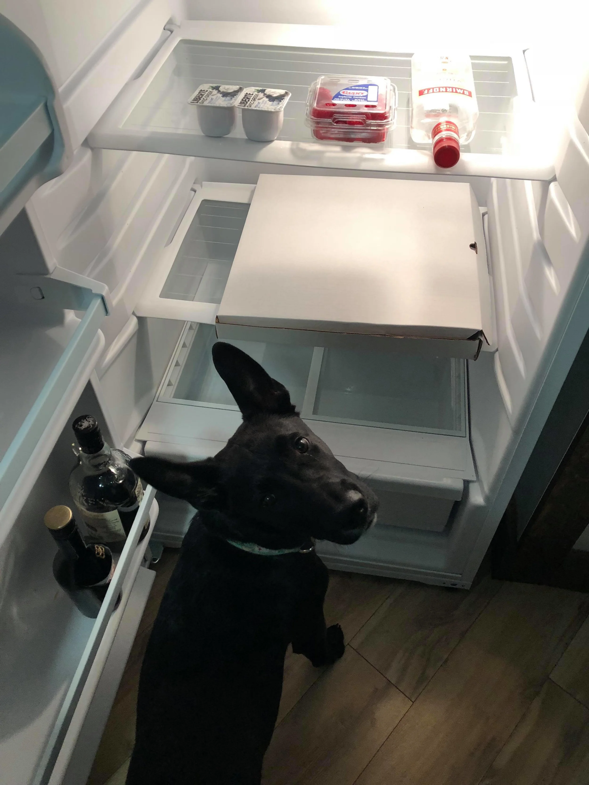 Roma the dog.
