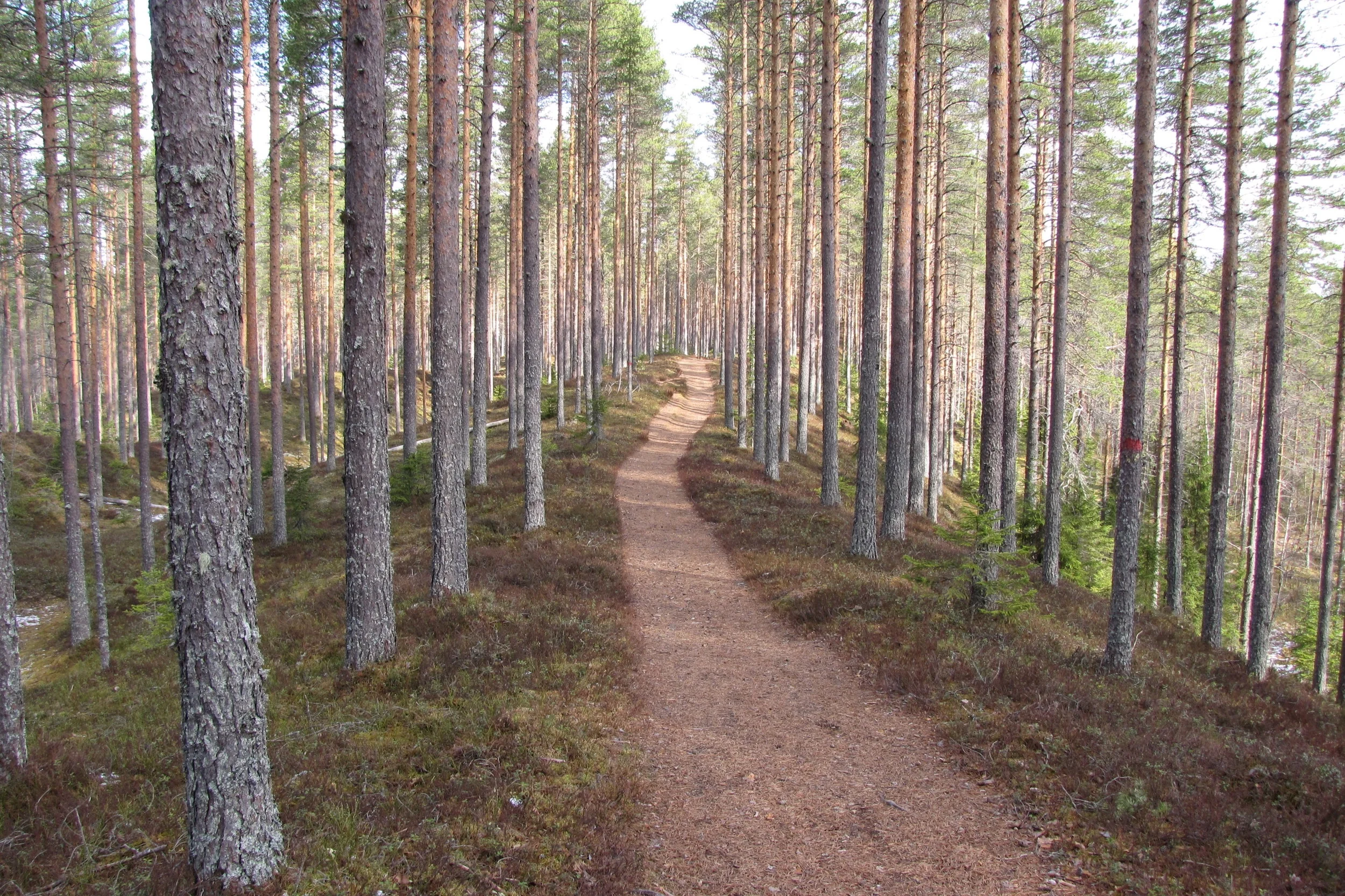 Arpaisten_harju_Soini.jpg