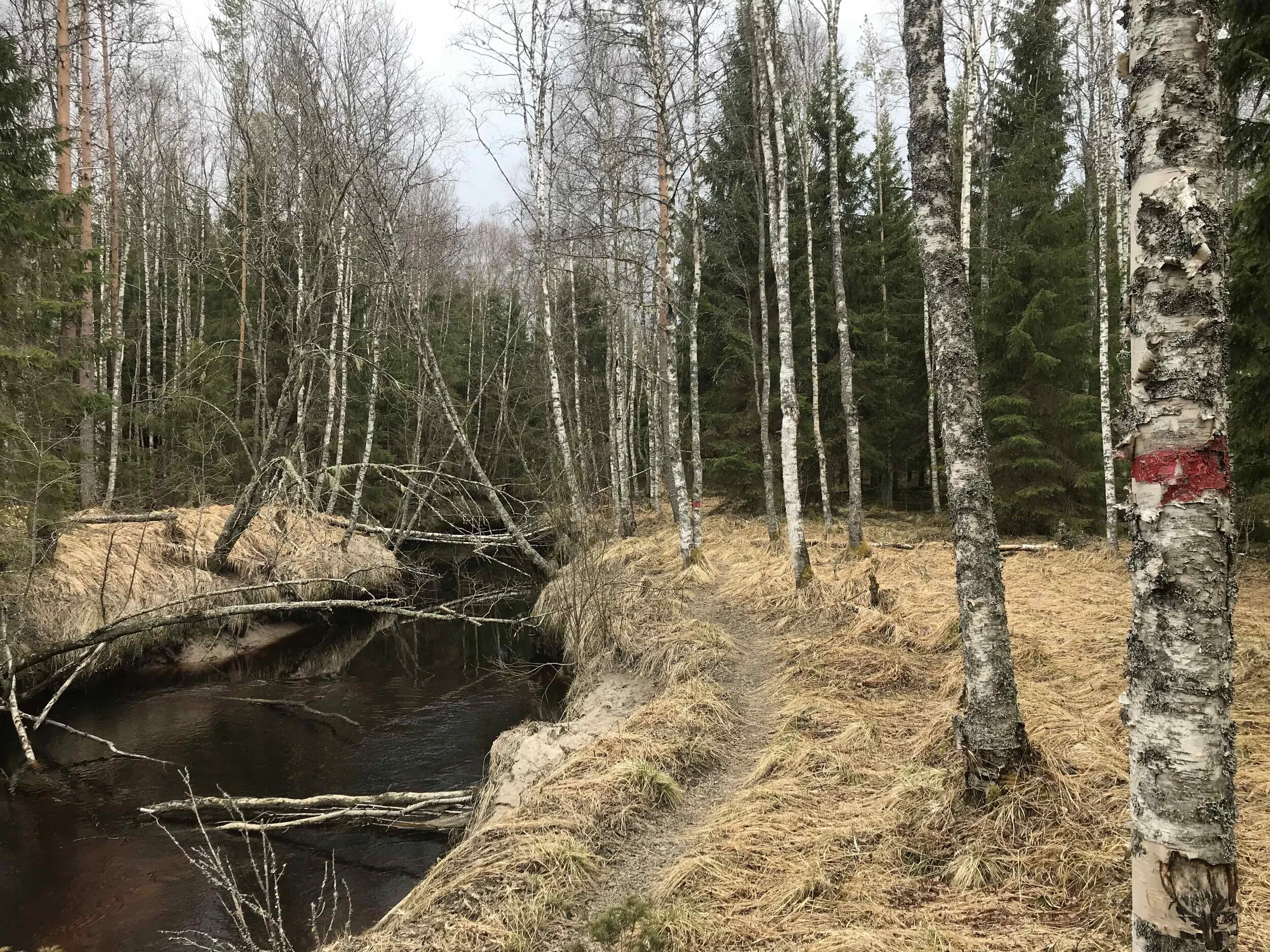 ソイニのクニカーンポルクハイキング Kraatterijarvi Geopark ソイニのクニカーンポルクハイキング Kraatterijarvi Geopark