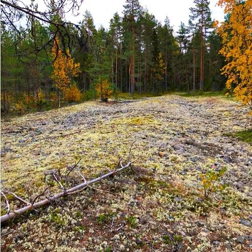 Kraatterij&auml;rven ymp&auml;rist&ouml;st&auml; Lappaj&auml;rvelt&auml; l&ouml;ytyy todellinen erikoisuus: aalloilla oleva muinaisranta, &quot;pirunpelto&quot;, nimelt&auml;&auml;n Lainekallio!⠀
⠀
Lainekallio on osa suurempaa, osittain moreenipeitte