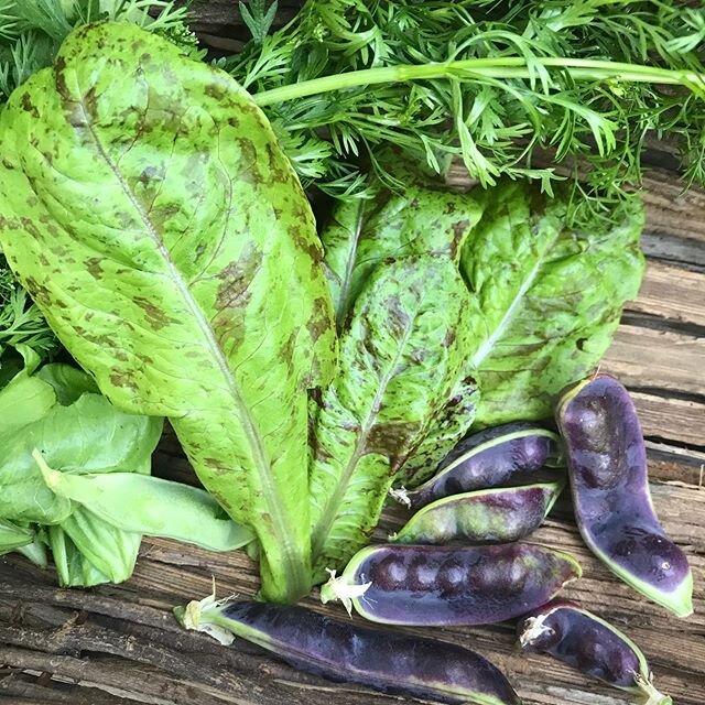 Harvesting veggies in my home garden, which is now also my virtual school garden. I&rsquo;m always in awe when I harvest, that food grows from tiny seeds, anyone else?🌿🙏💛Featured here are veggies I planted in March and April, I love these varietie