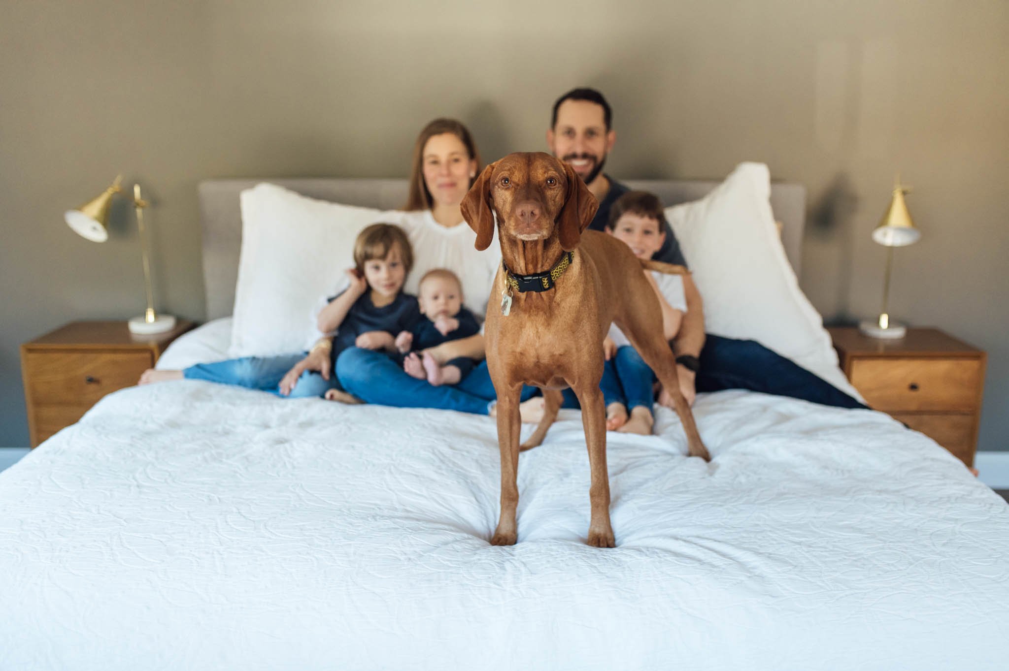 Dog walks in front of picture of family on bed