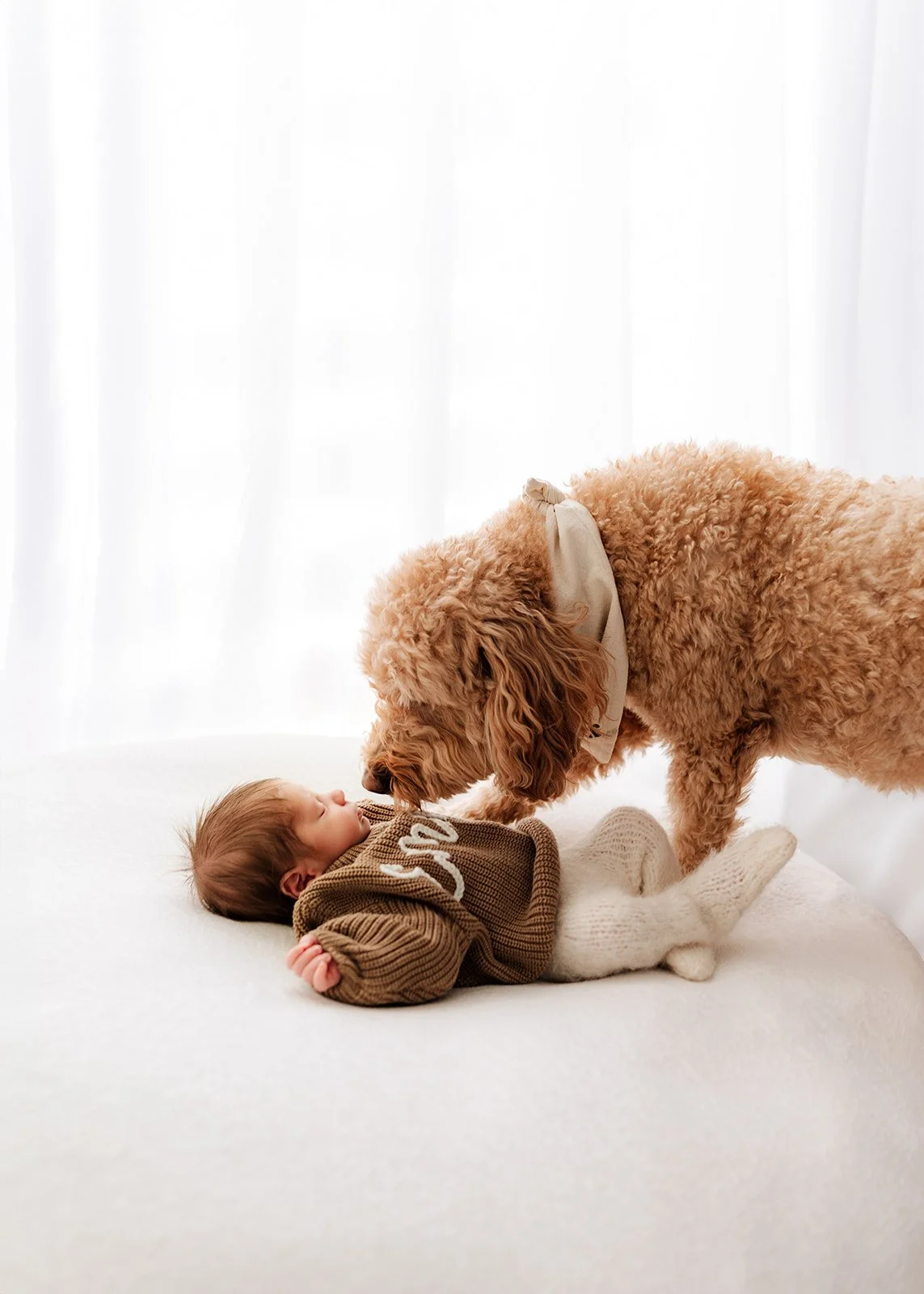 dog noses up to sleeping baby in adorable picture in the JW Brown studio