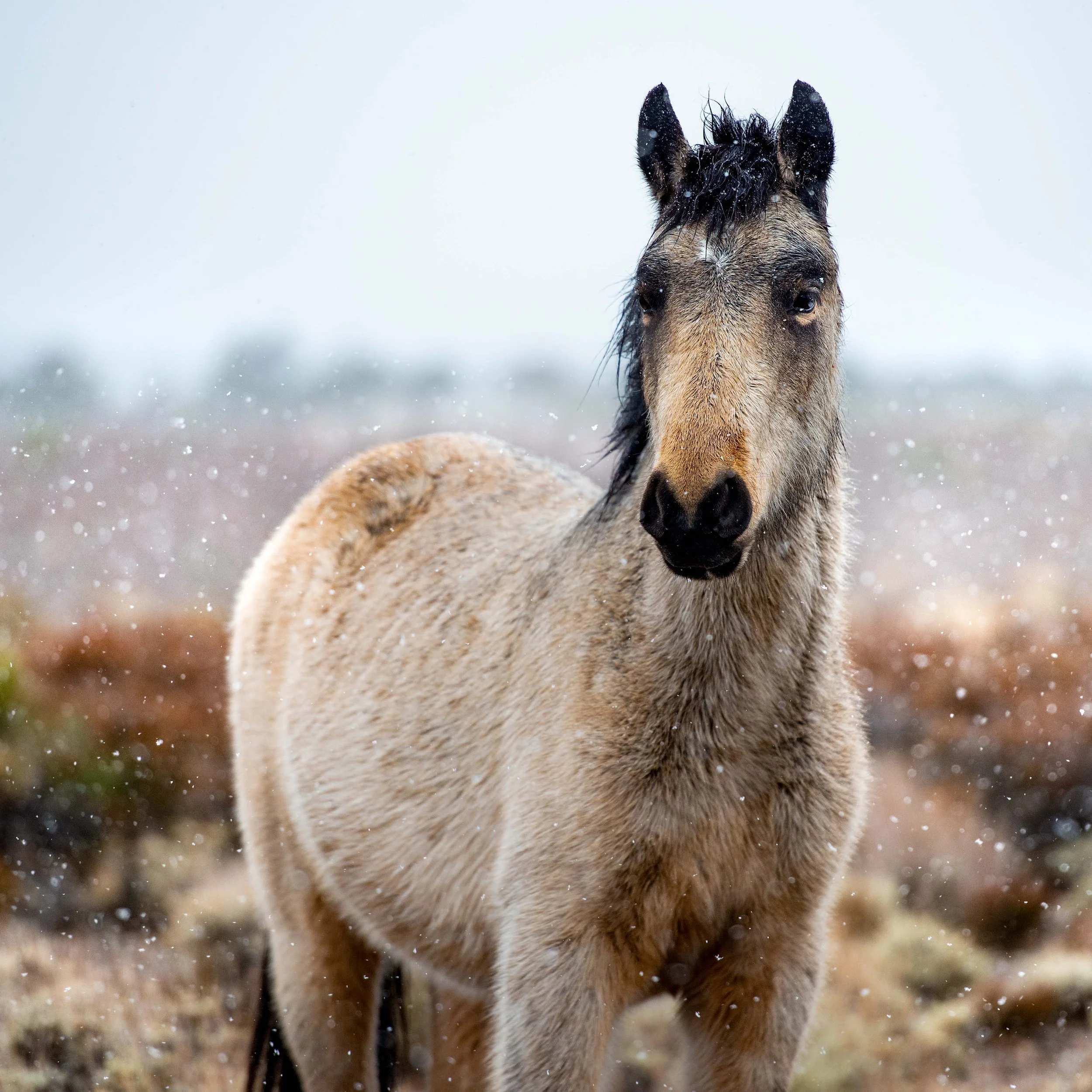 cold creek buckskin (1 of 1).JPG