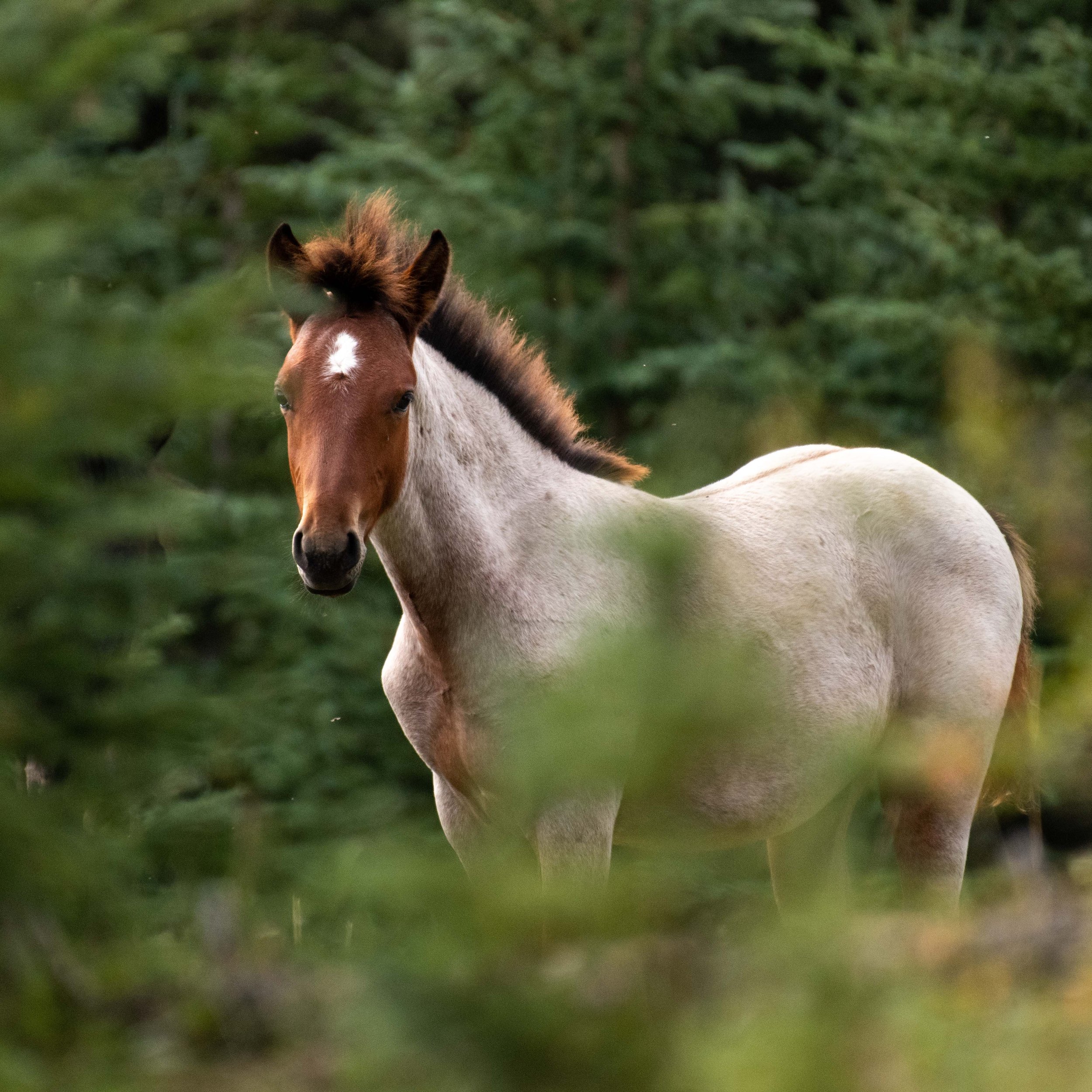 alberta roan filly  (1 of 1).jpg