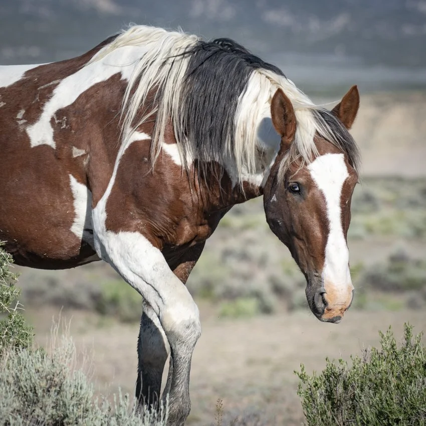 sand wash war admiral.jpg