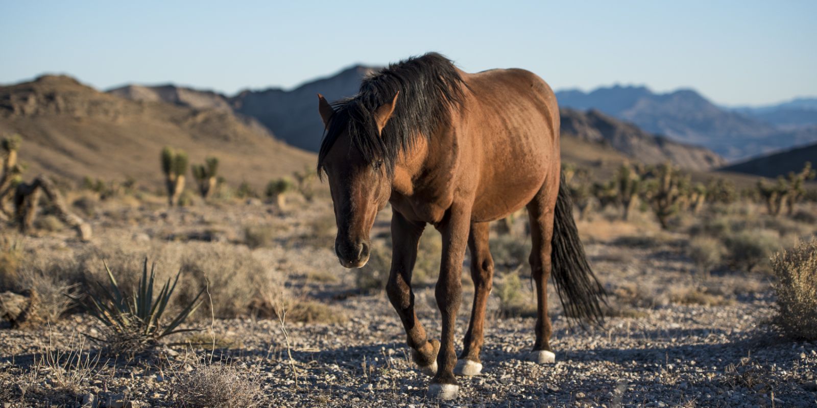 Wild Horse`s Valley © – Freedom for horses