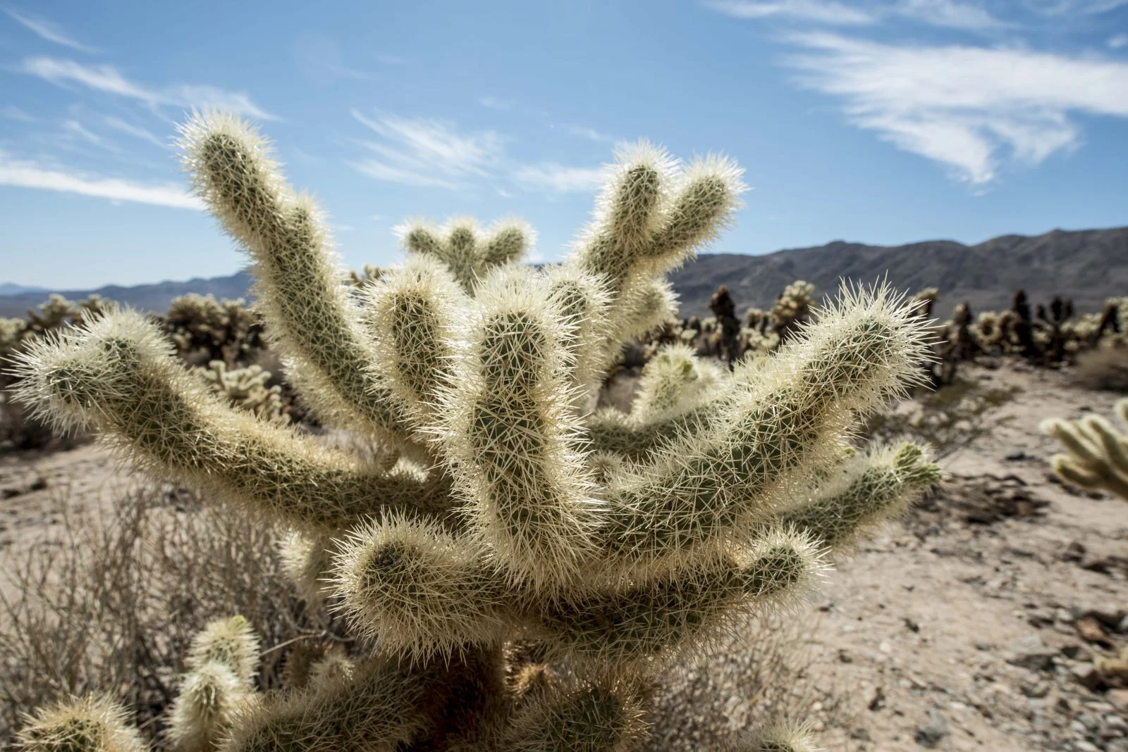 Cholla cactus