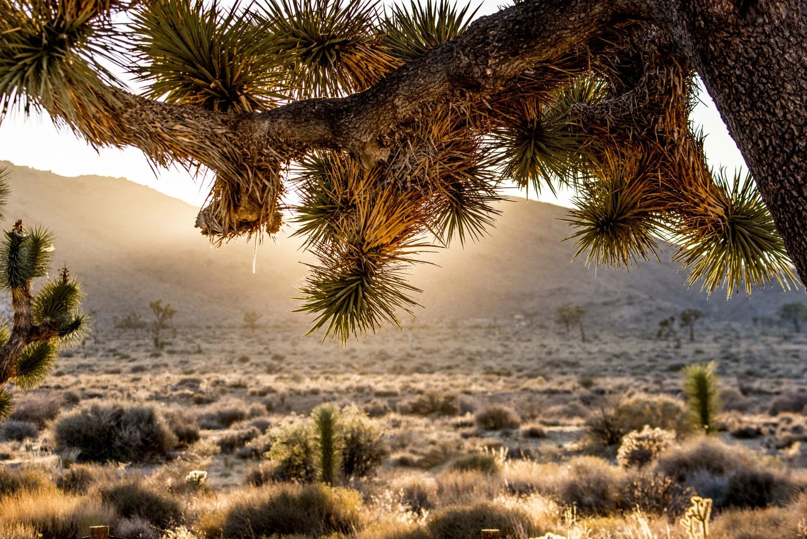 Sunset in Joshua Tree National Park