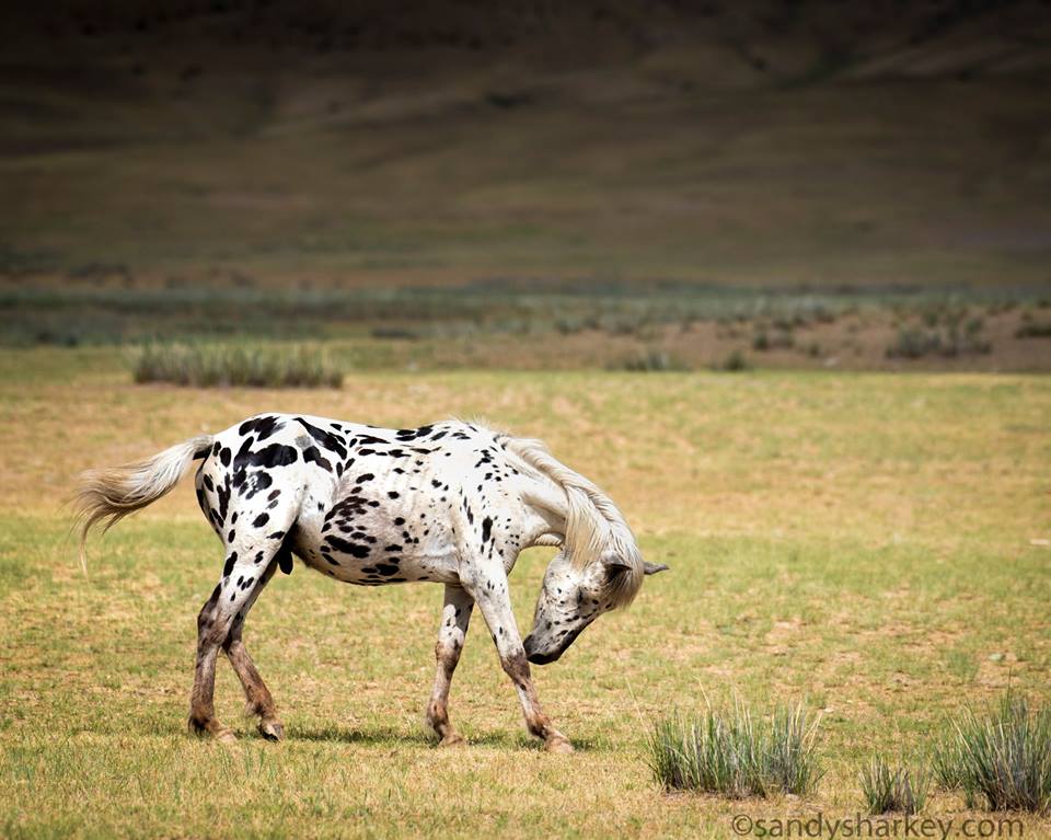 Appaloosa Horses and Leopard Horses