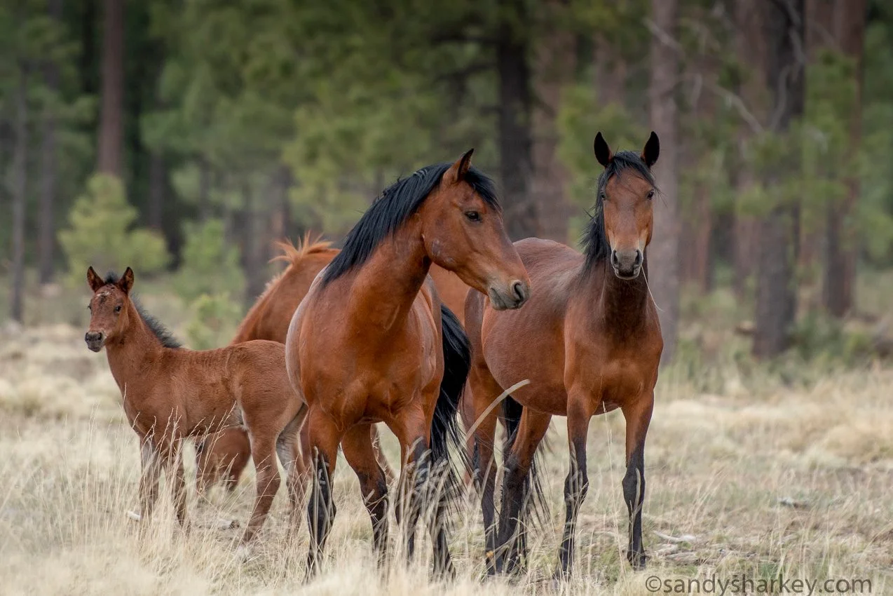 Apache-Sitgreaves National Forest, Arizona