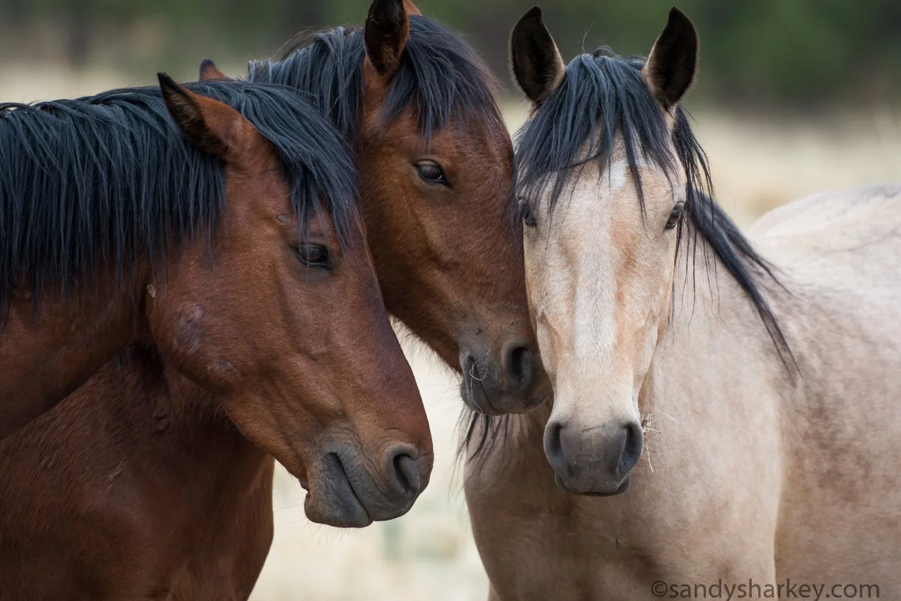 Apache-Sitgreaves National Forest, Arizona