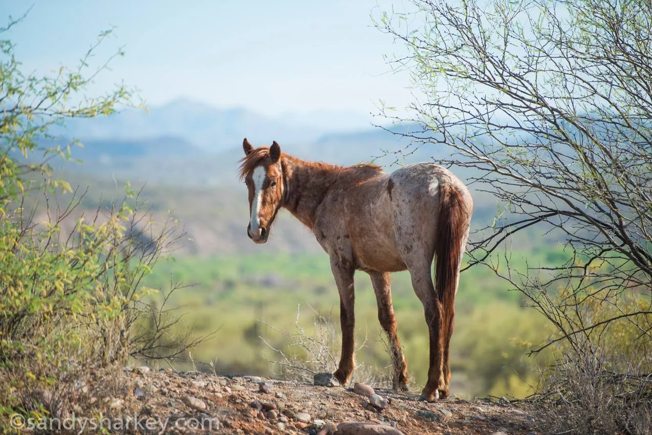 Tonto National Forest, Arizona
