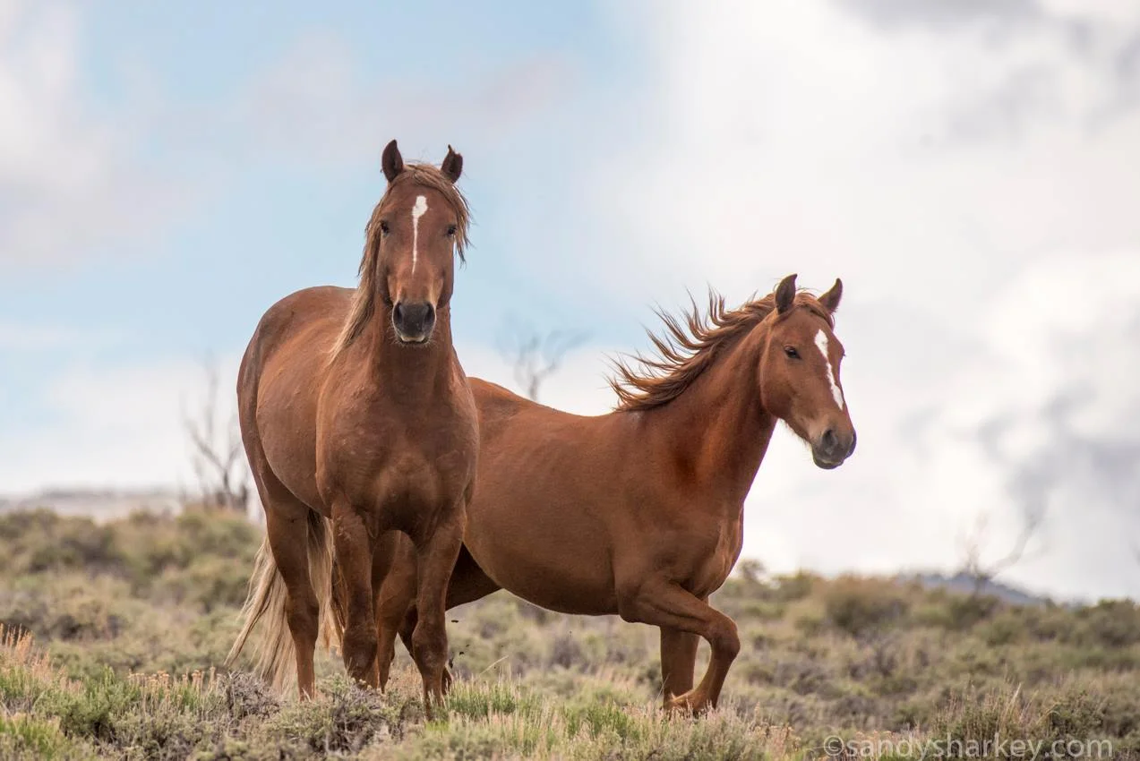Pioche, Nevada desert
