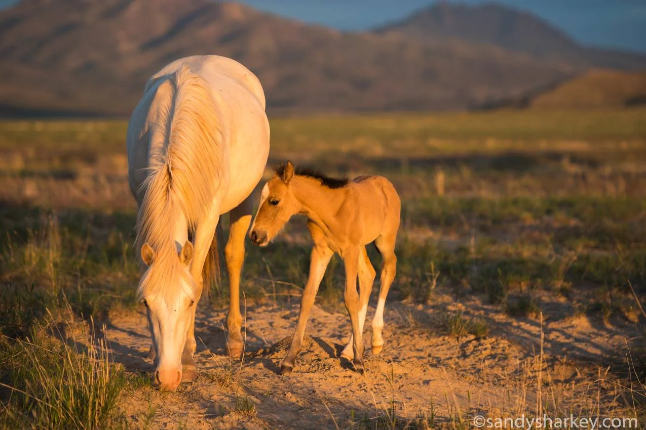 Great Basin Desert (Onaqui Mountains, Utah)