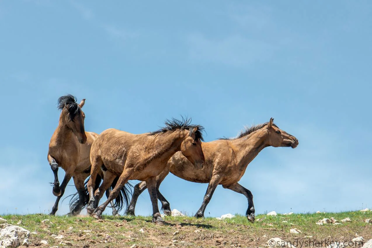 Pryor Mountains, Montana