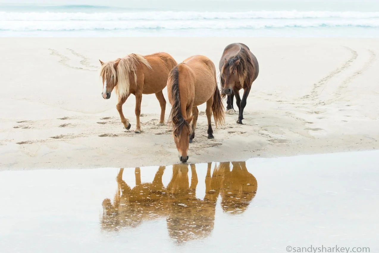Reflections on Sable Island