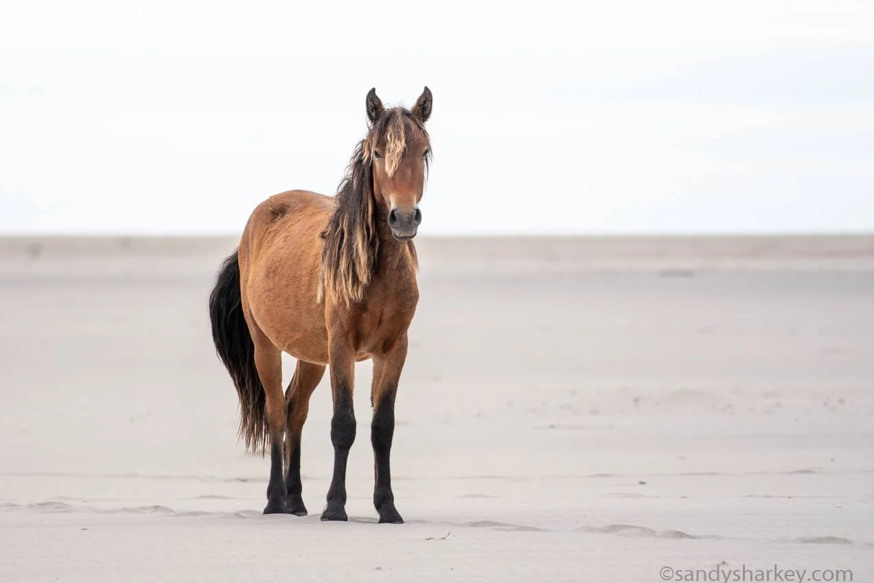 Sable Island welcoming committee