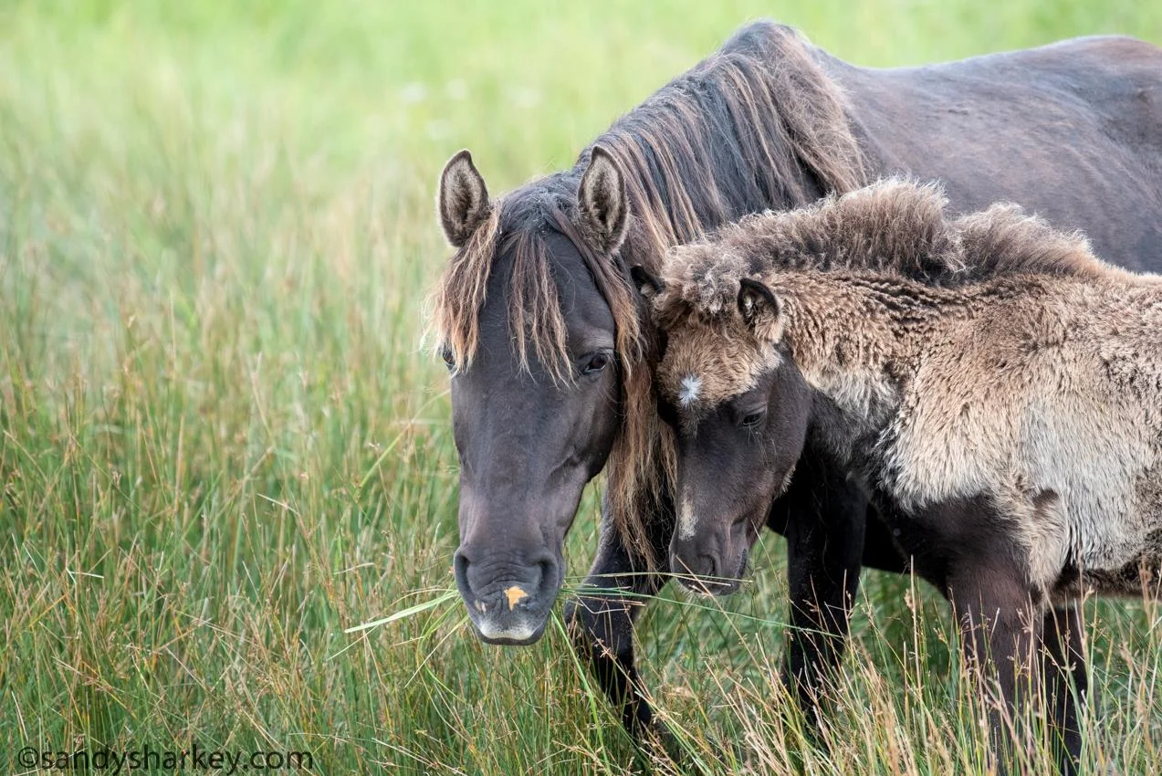Sable mare and foal