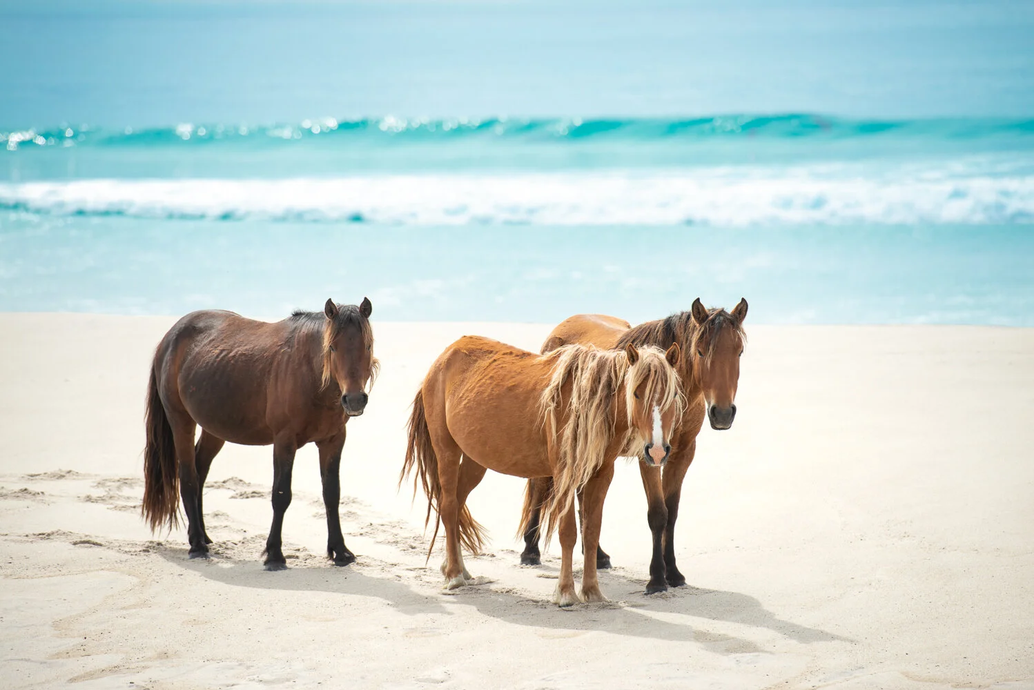 sable before the storm  (1 of 1).JPG