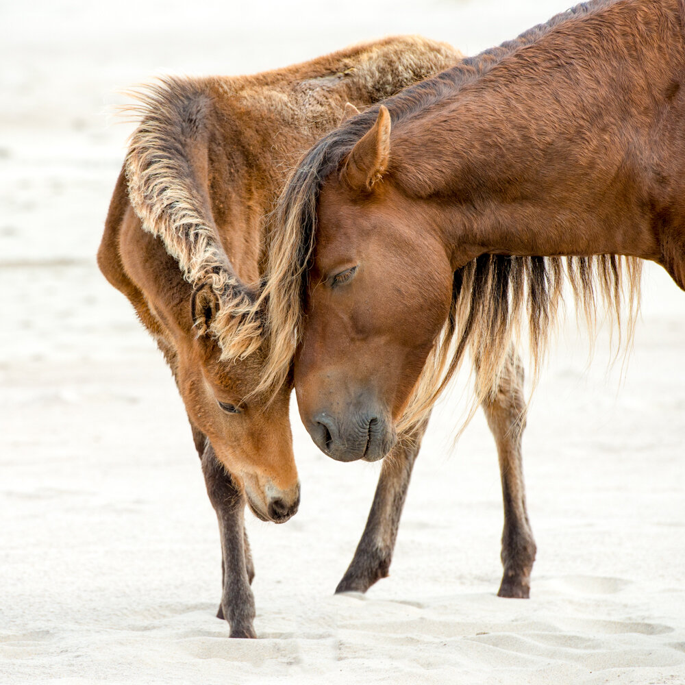 sable stalllion and foal  (1 of 1).JPG