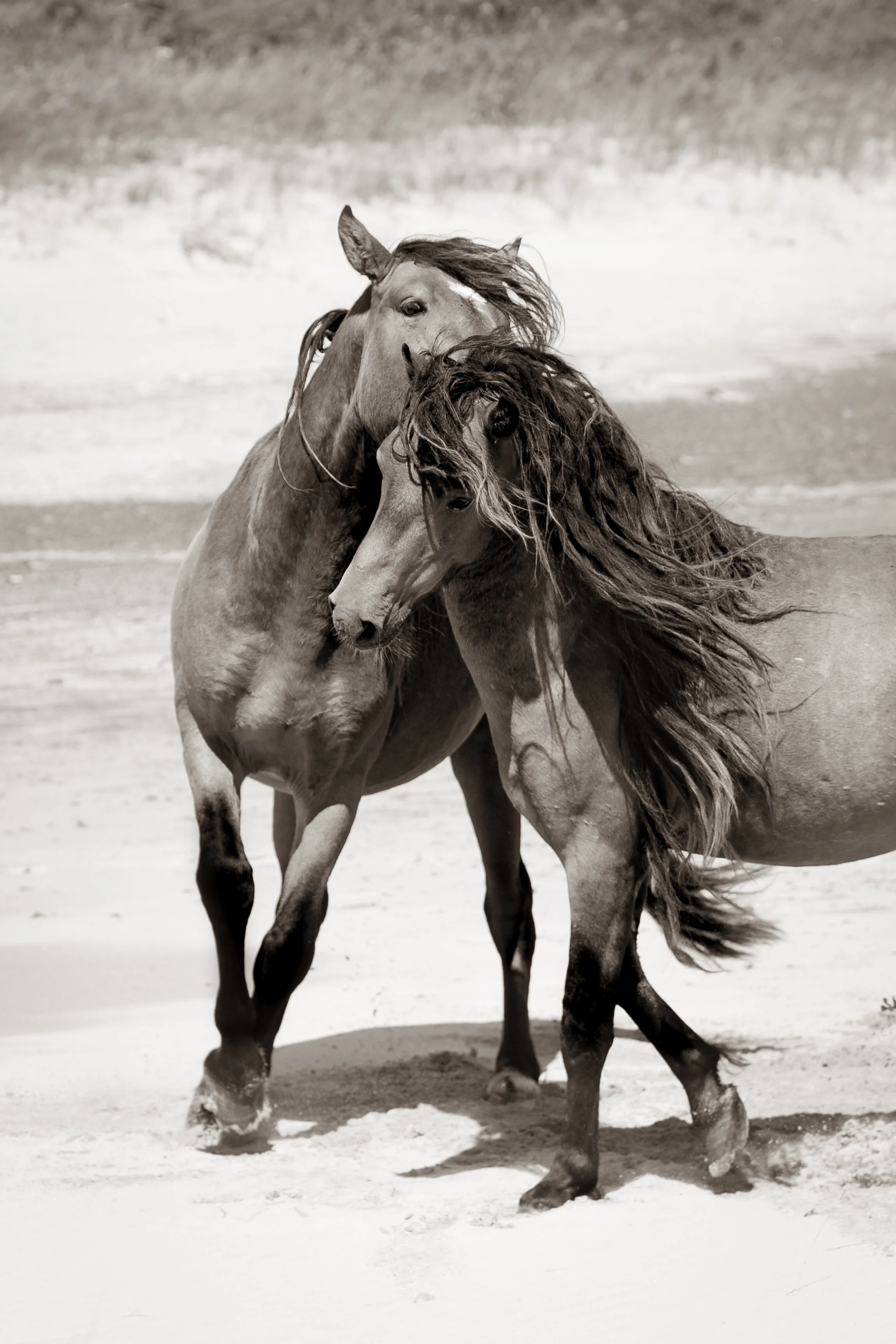 sable boys secret.JPG