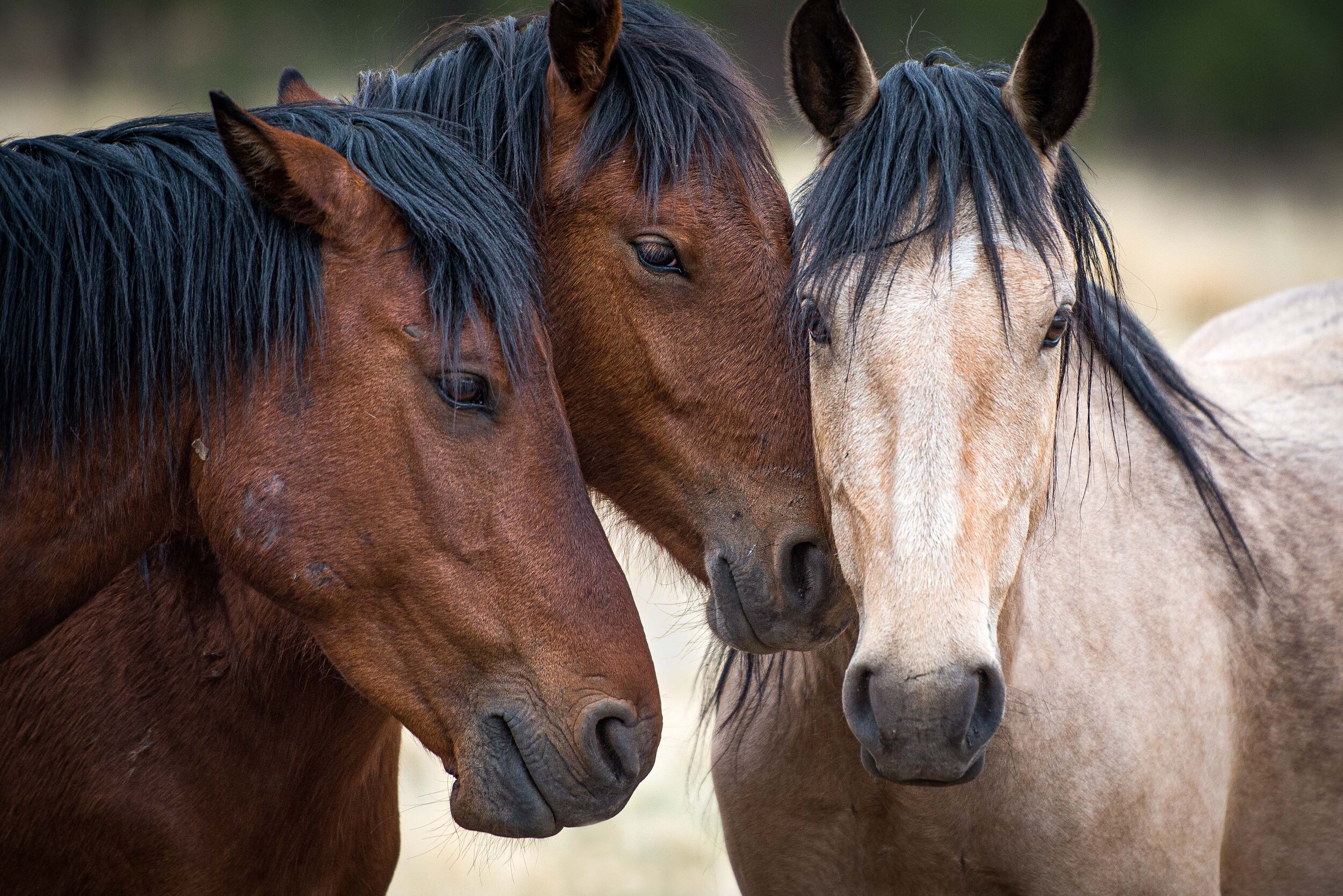 arizona heber trio updated  (1 of 1).JPG