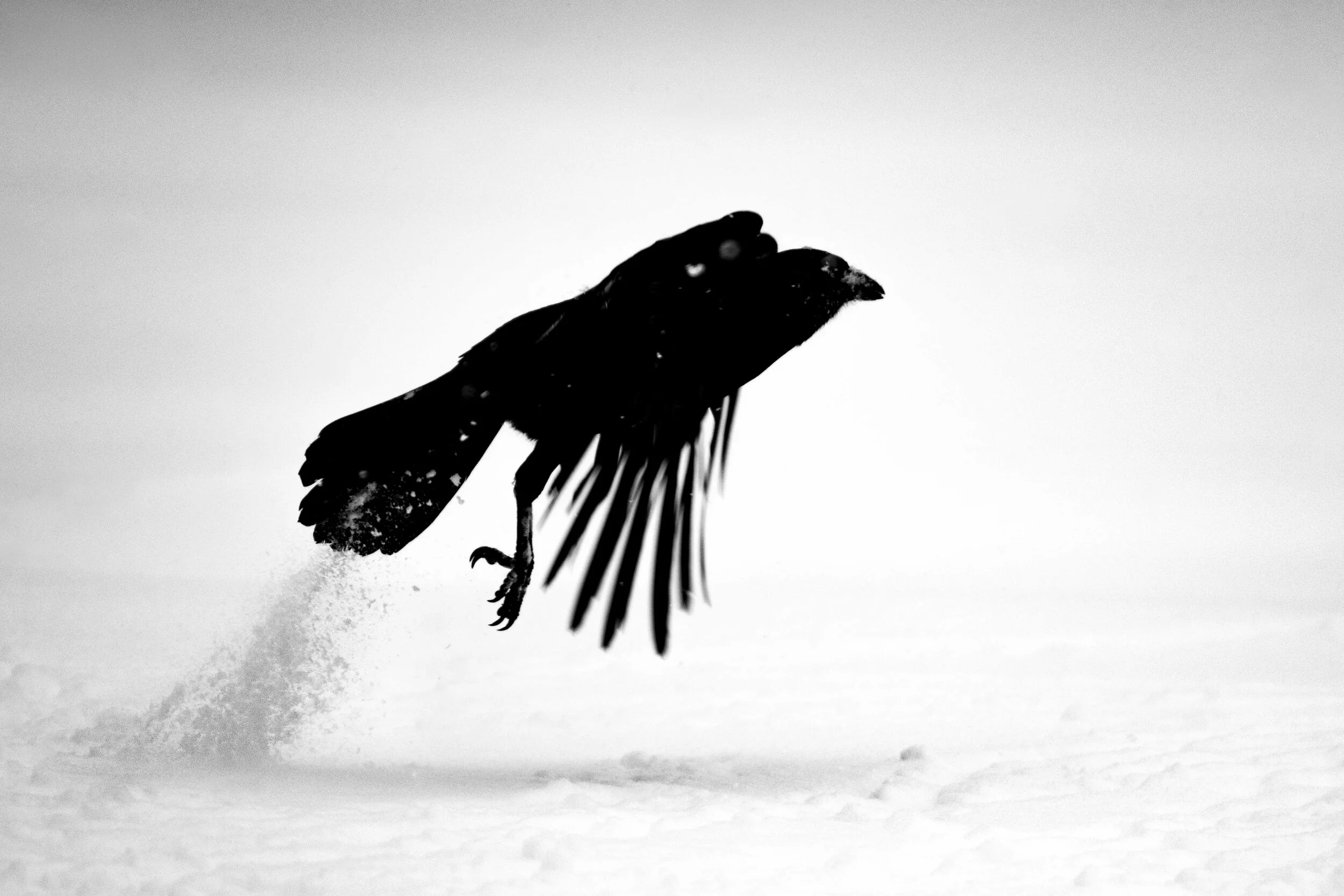 crow takeoff in snow (1 of 1).JPG