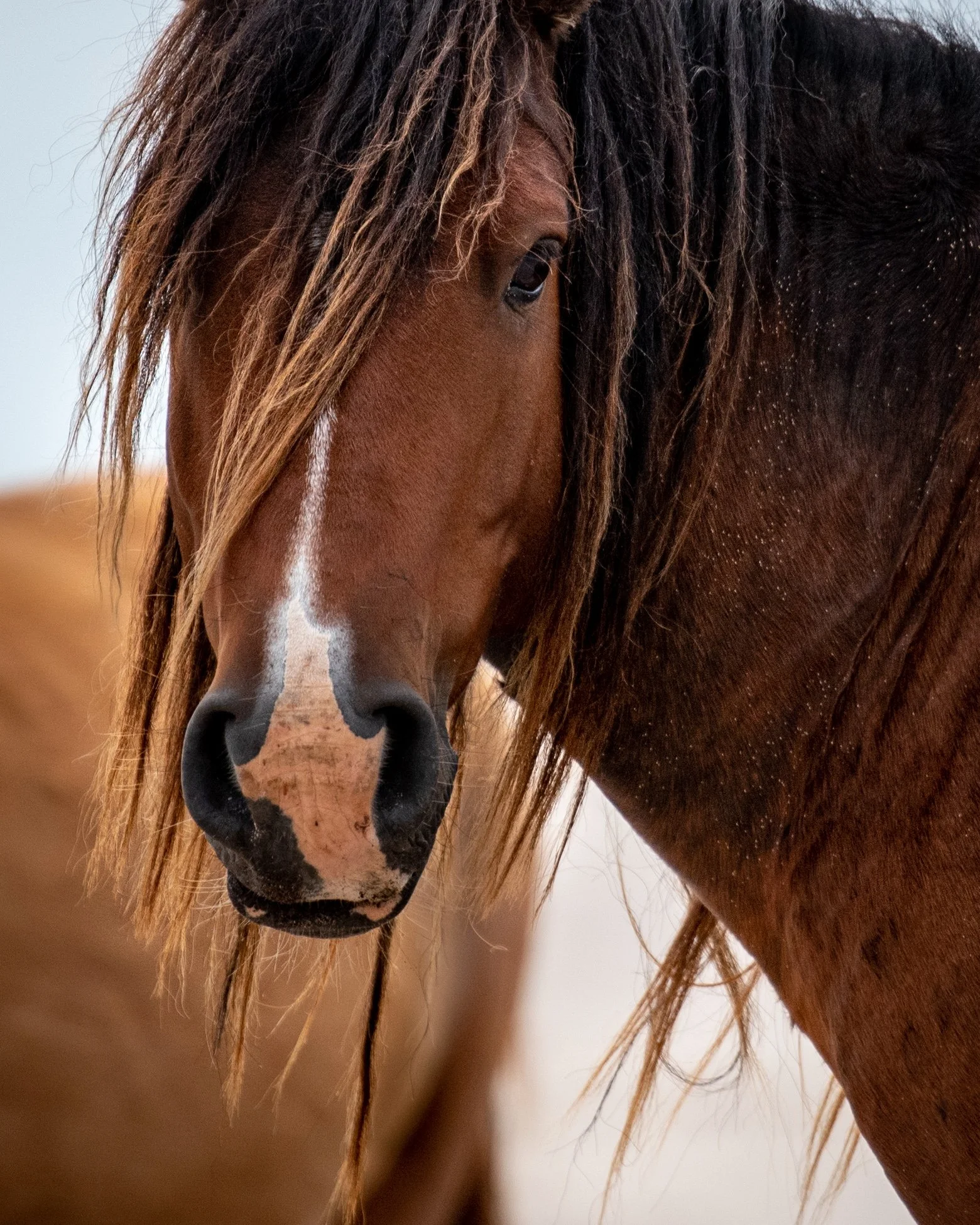 Sable Face Sandy Sharkey Photography
