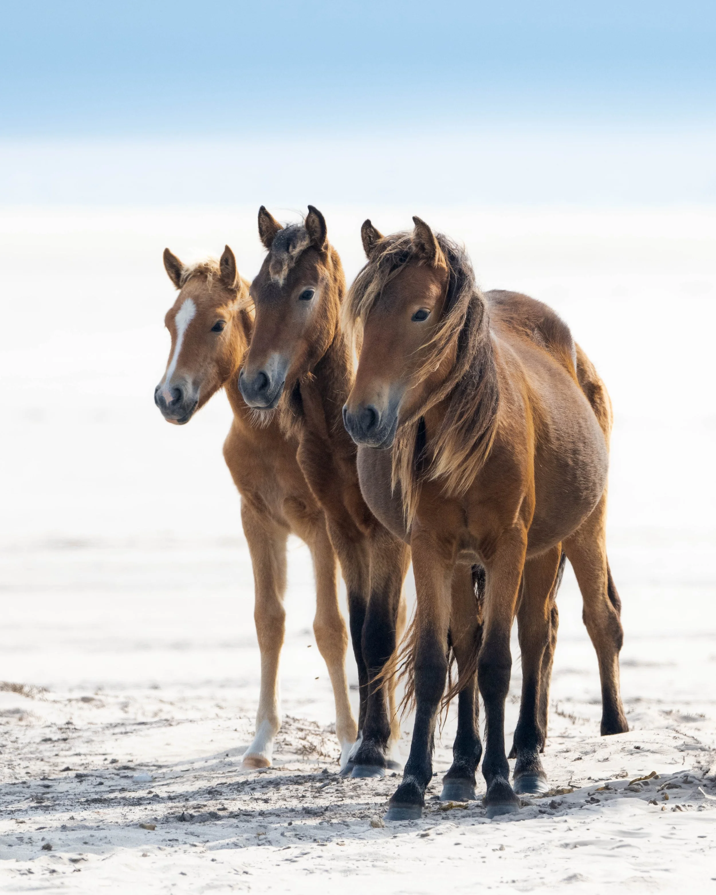 sable trio 3 (1 of 1).JPG
