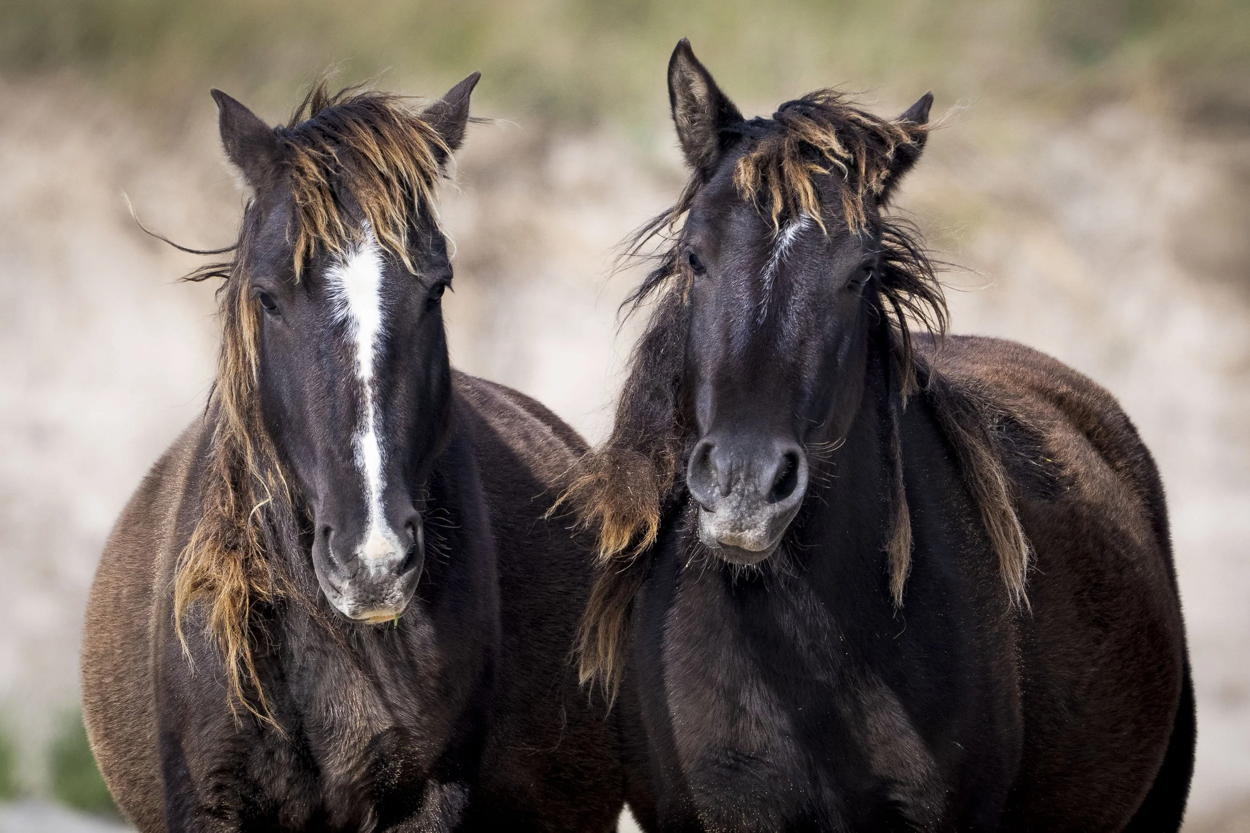 sable best friends.JPG