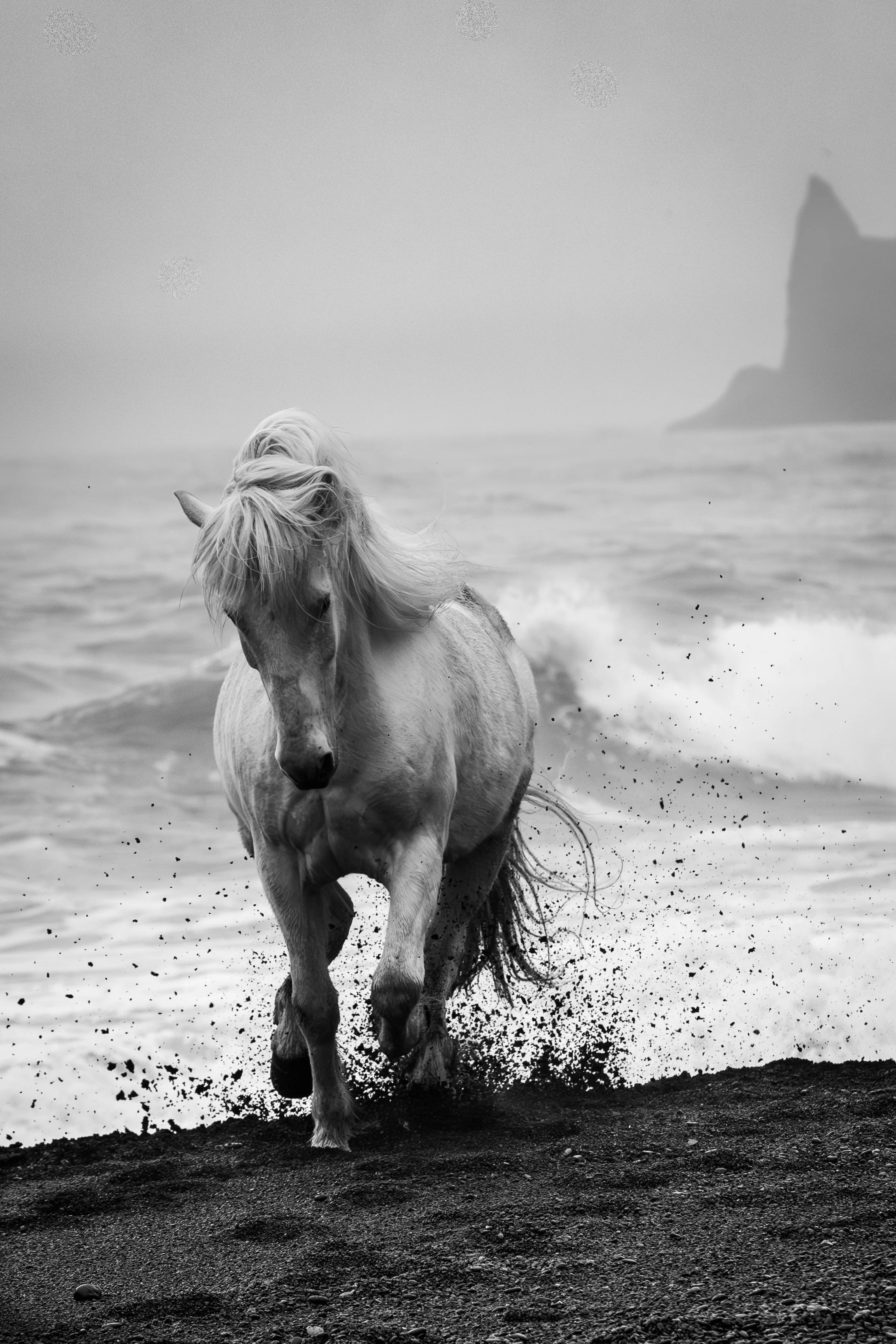 ICELAND BLACK HORSE WHITE SAND NO WM.jpg