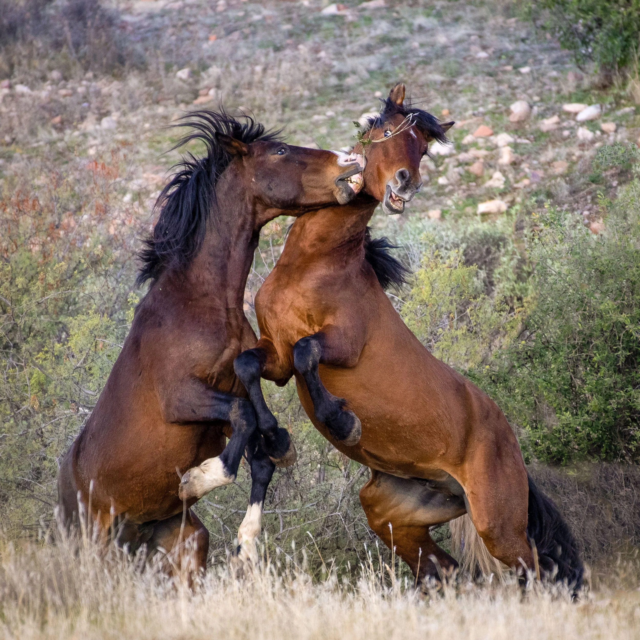 arizona stallions fighting  (1 of 1).JPG