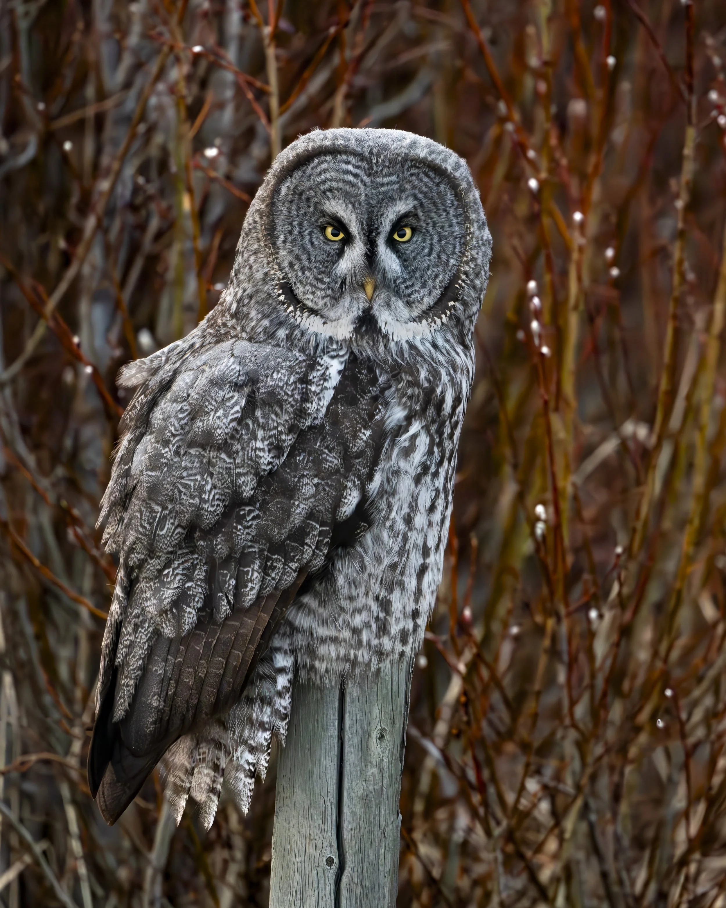 ALBERTA IN SNOW 40  NO WM GRAY OWL.jpg