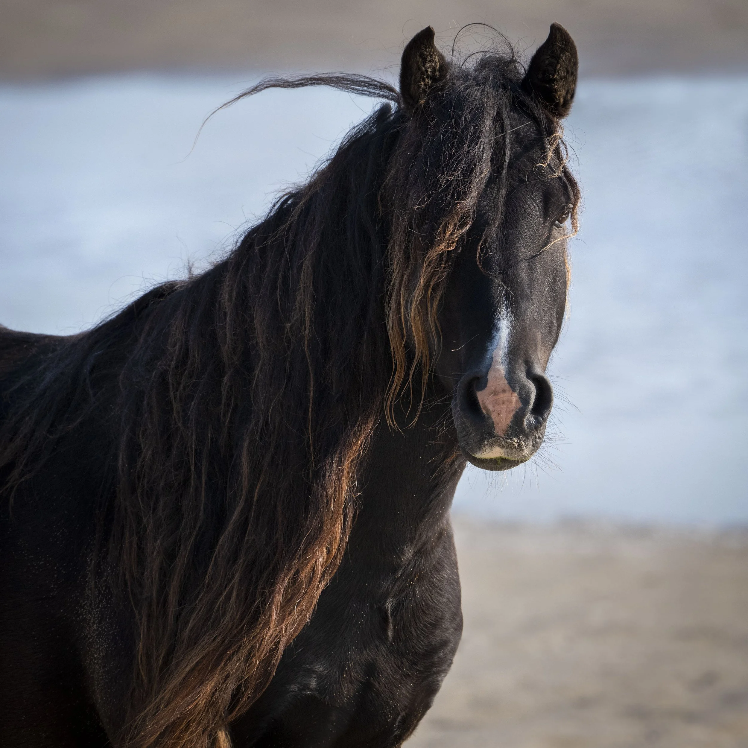 sable winter 5  (1 of 1).jpg