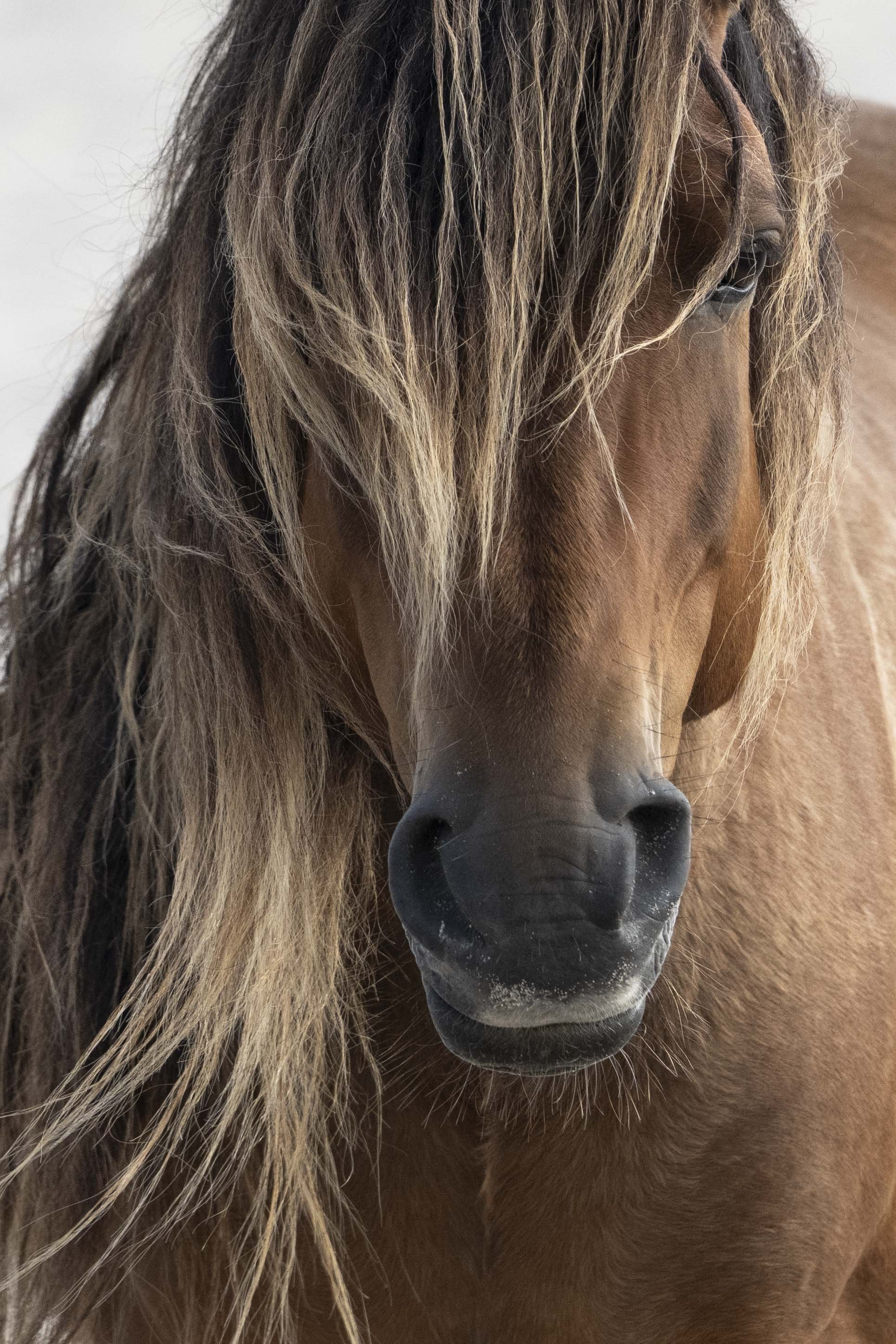 Sable Island Wild Stallion Portrait Extreme-6248.JPG