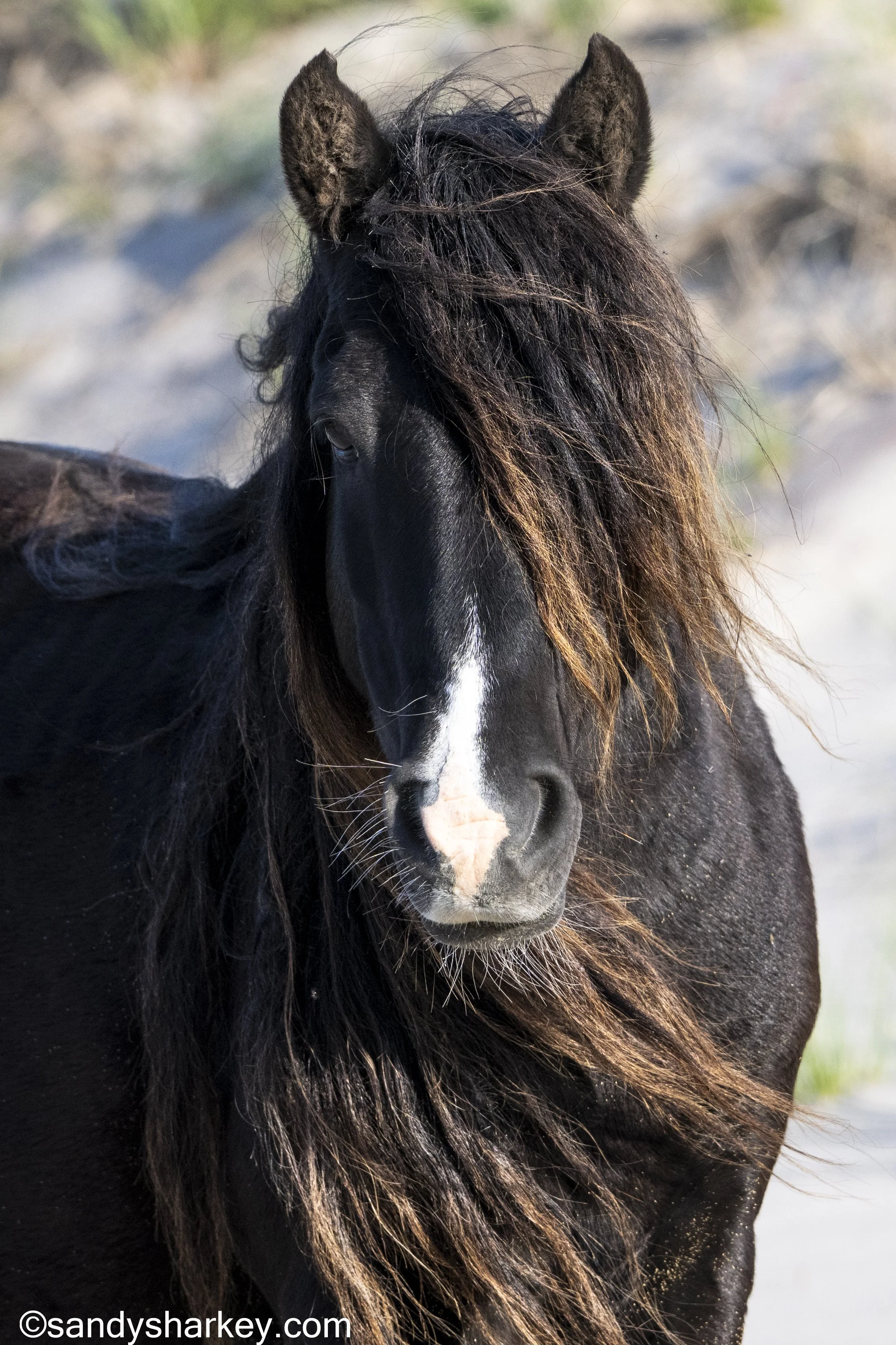Sandy Sharkey Photography