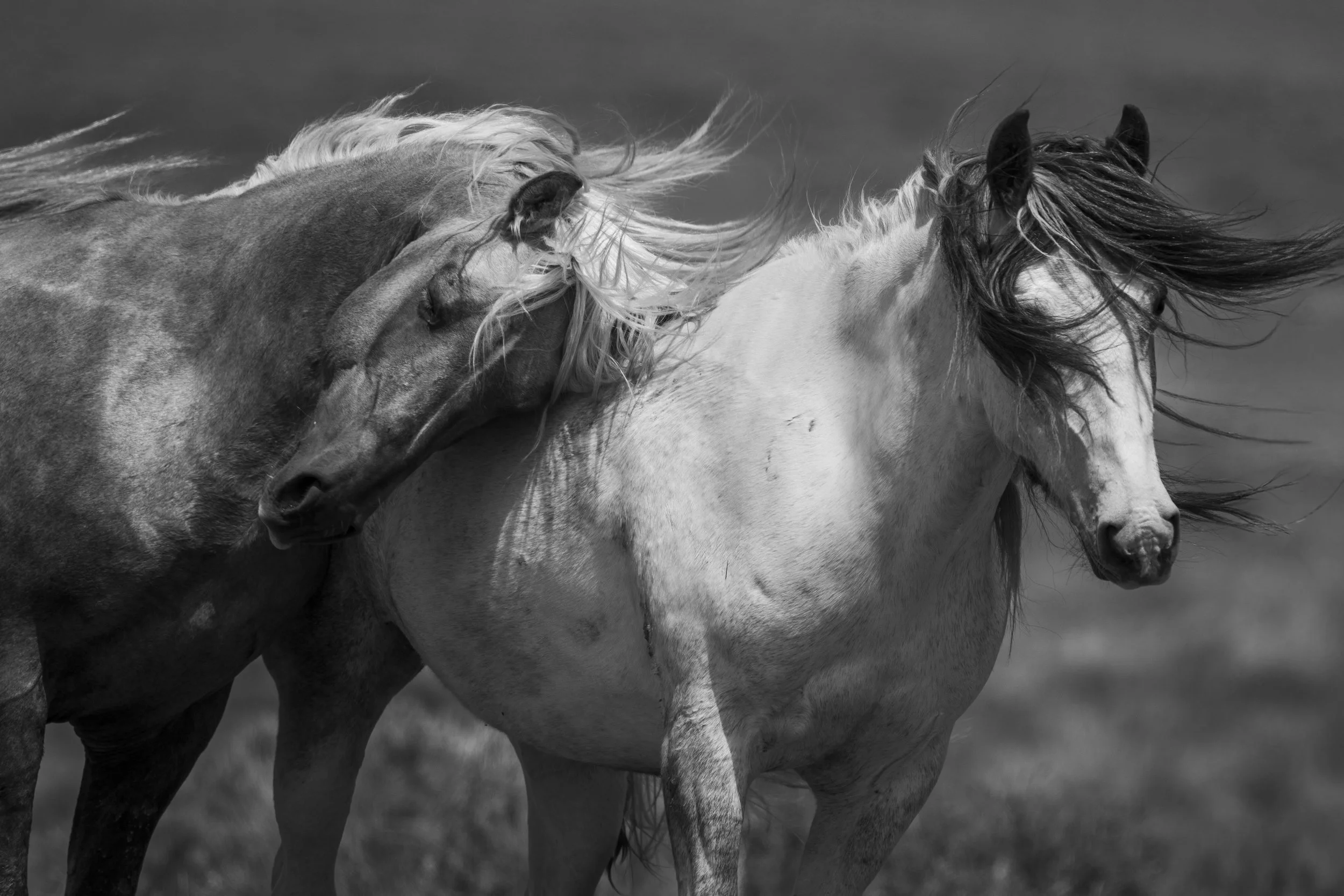 Wyoming Pair  (1 of 1).JPG