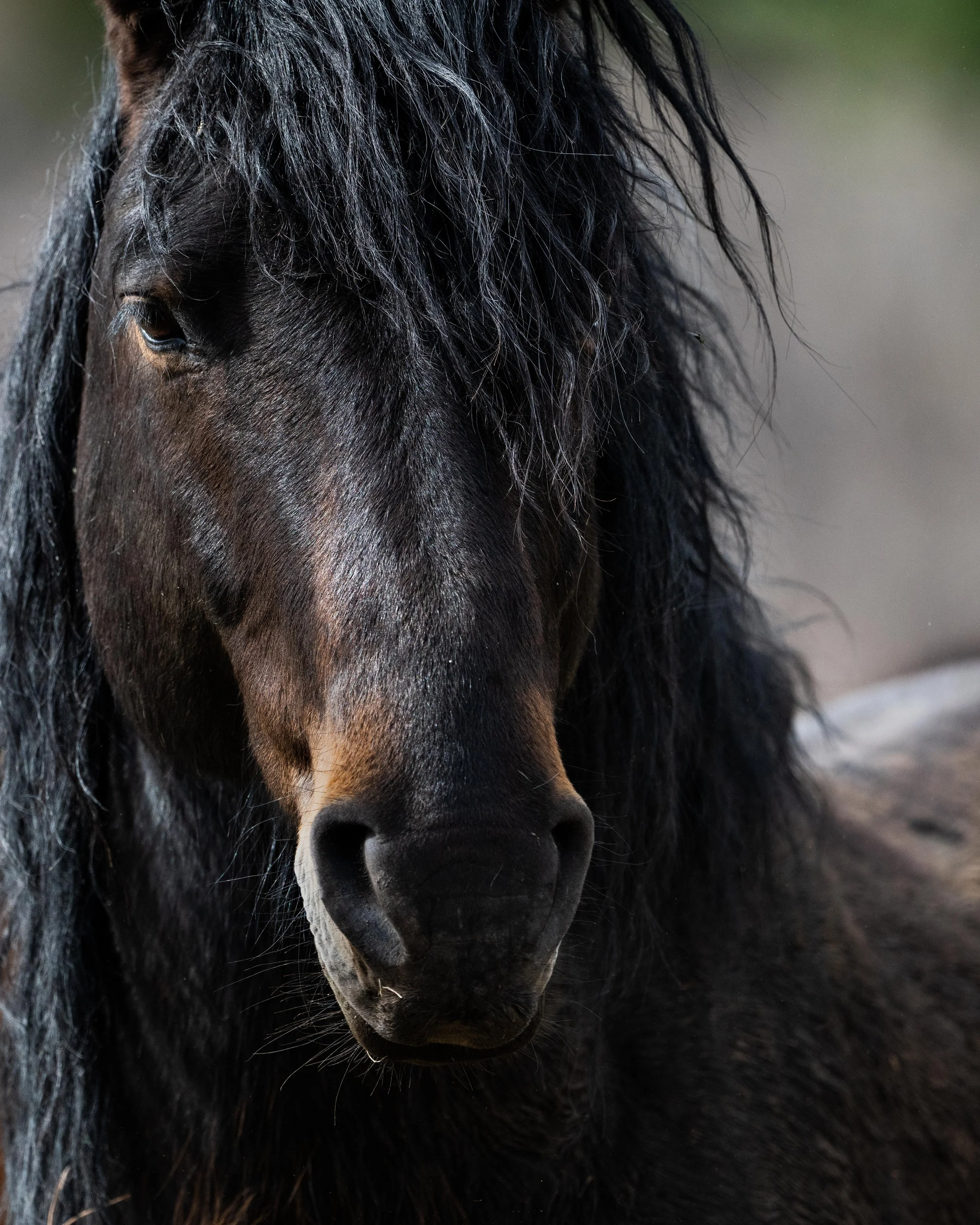 alberta stallion extreme close  (1 of 1).JPG