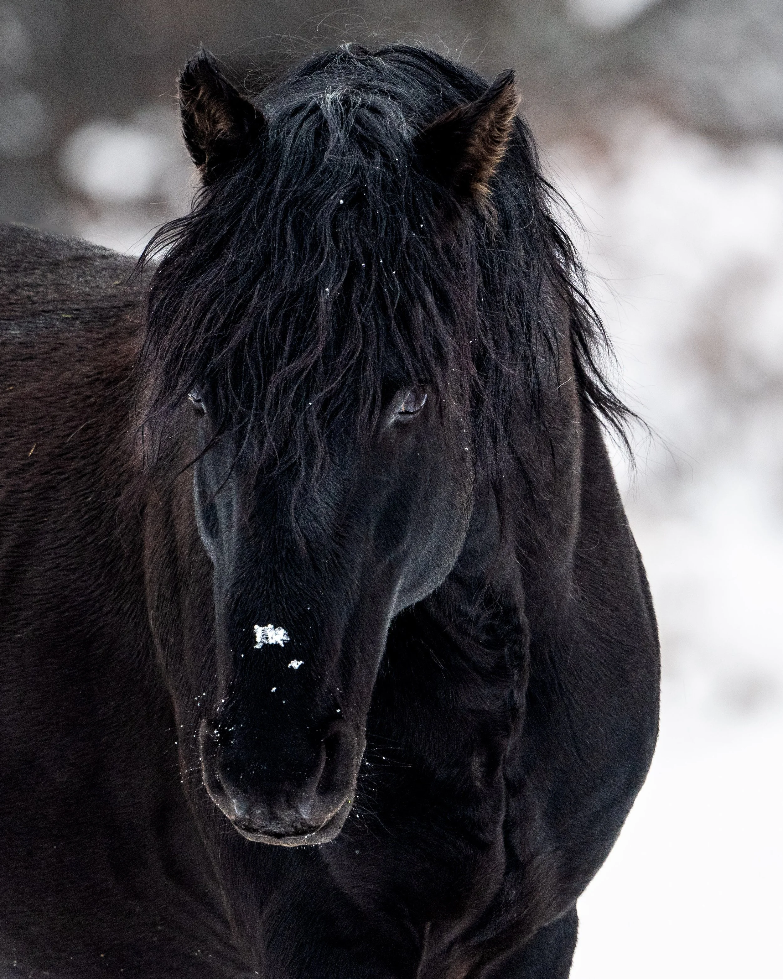 alberta black in winter (1 of 1).JPG