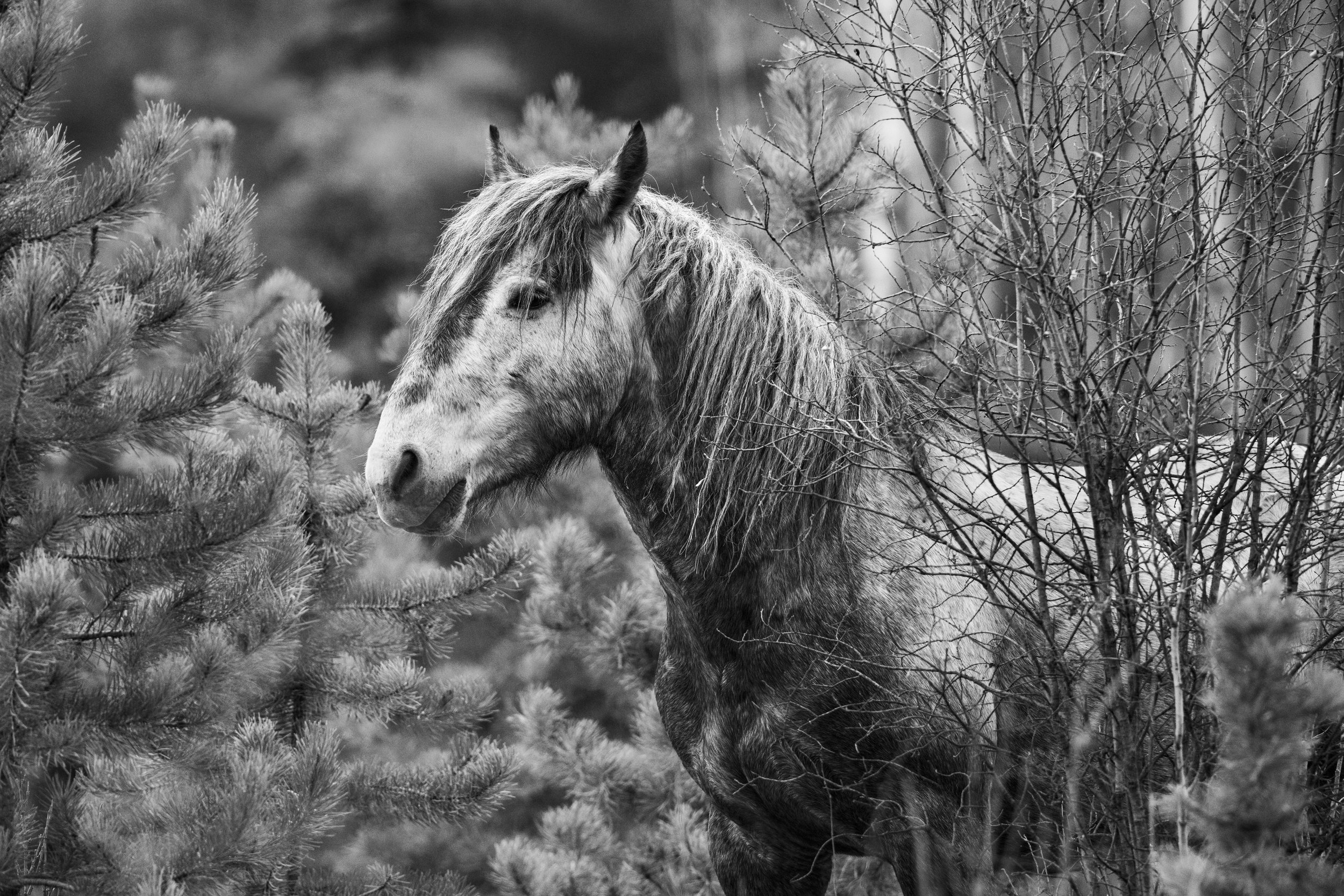 alberta grey b & w (1 of 1).JPG