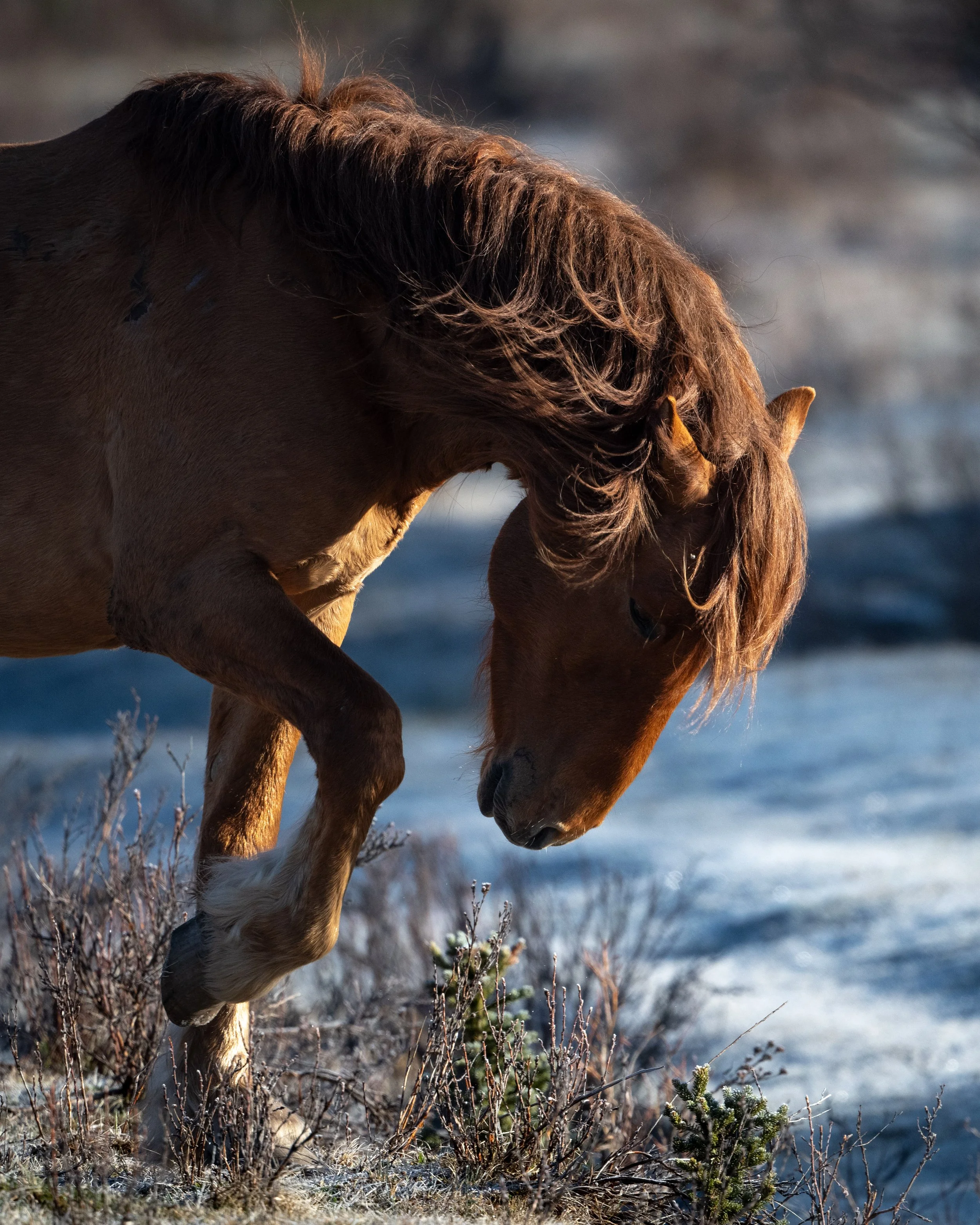 alberta respect (1 of 1).JPG